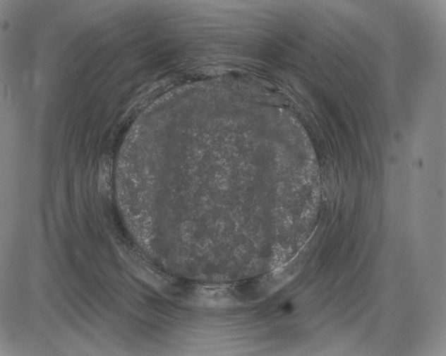 X0000085040175200704021303