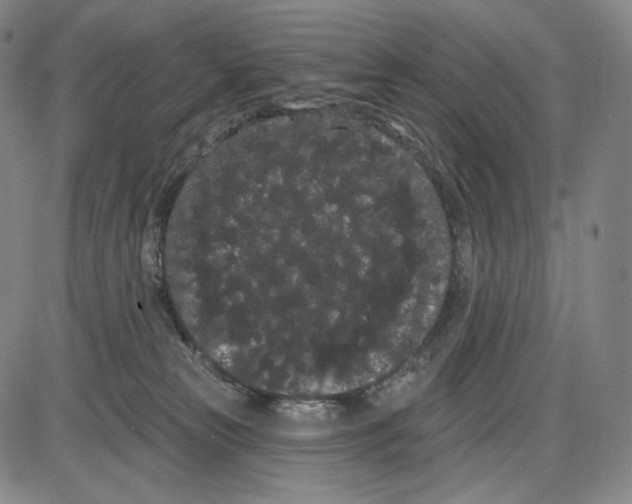 X0000085040181200704021303