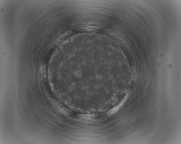 X0000085040182200704021303