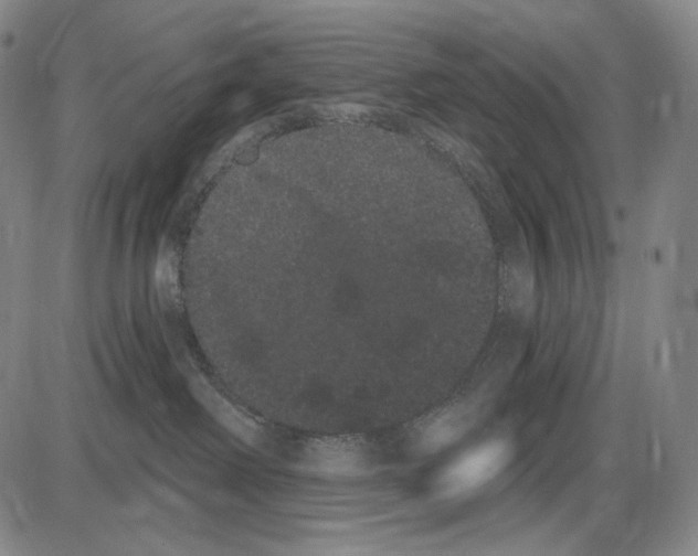 X0000085040238200704021302