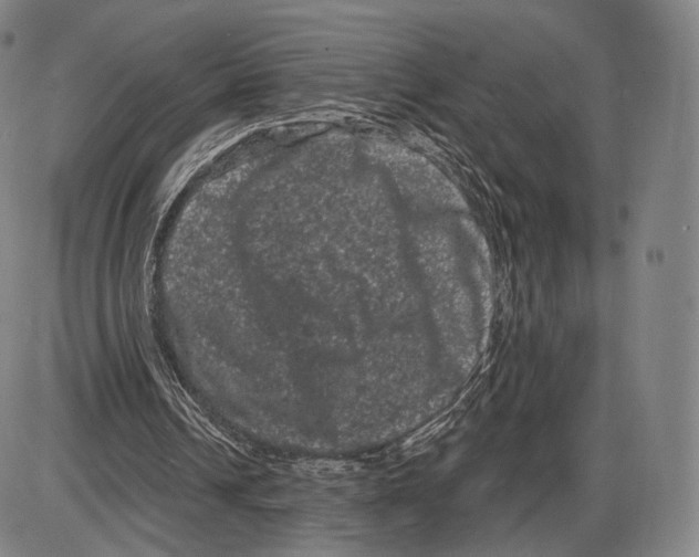 X0000085040242200704021301