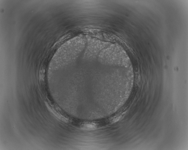 X0000085040263200704021301