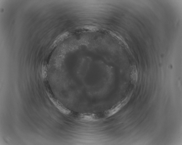 X0000085040285200704021301