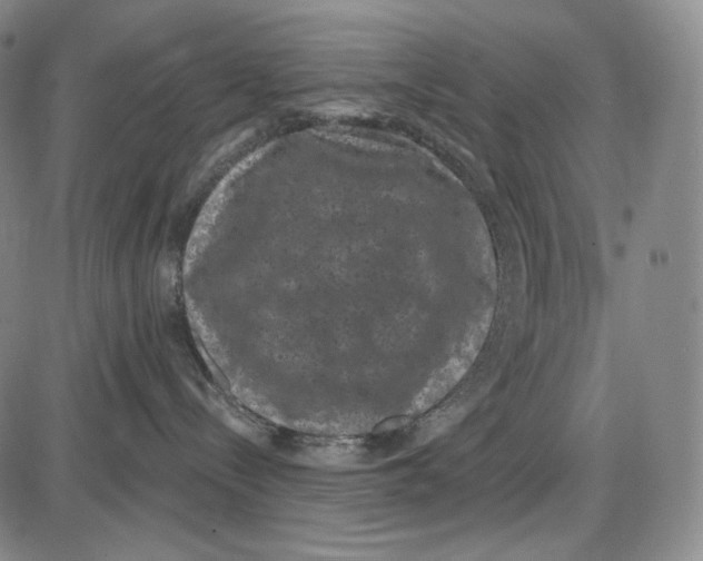 X0000085040288200704021301