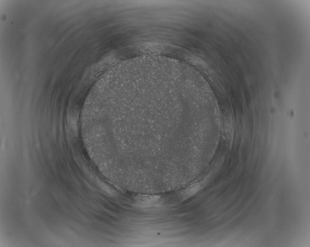 X0000085040334200704021300