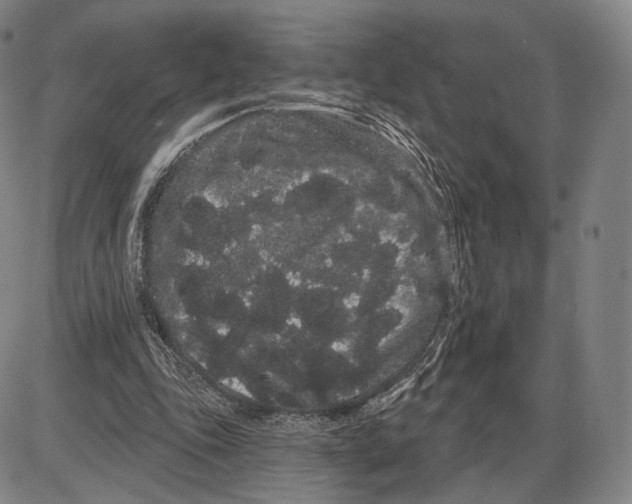 X0000085040343200704021259