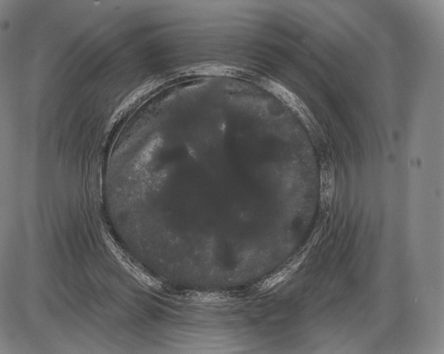 X0000085040349200704021259