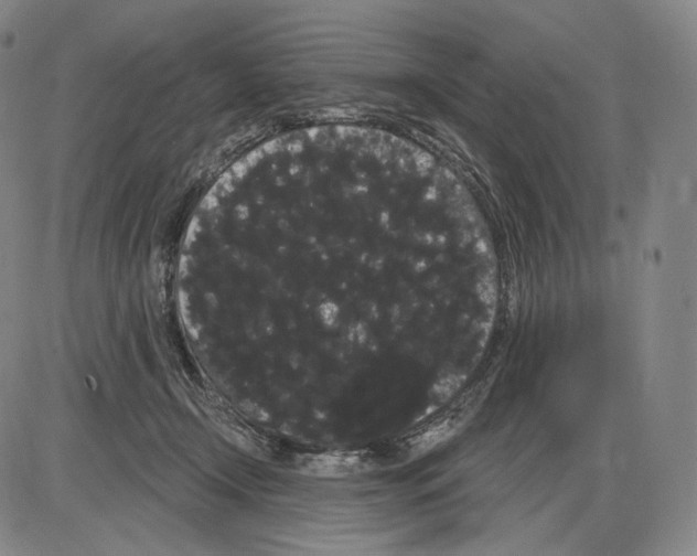 X0000085040366200704021300