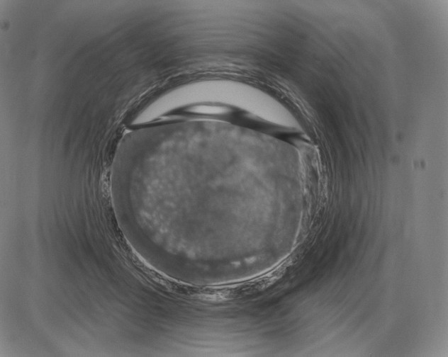 X0000085040411200704021259