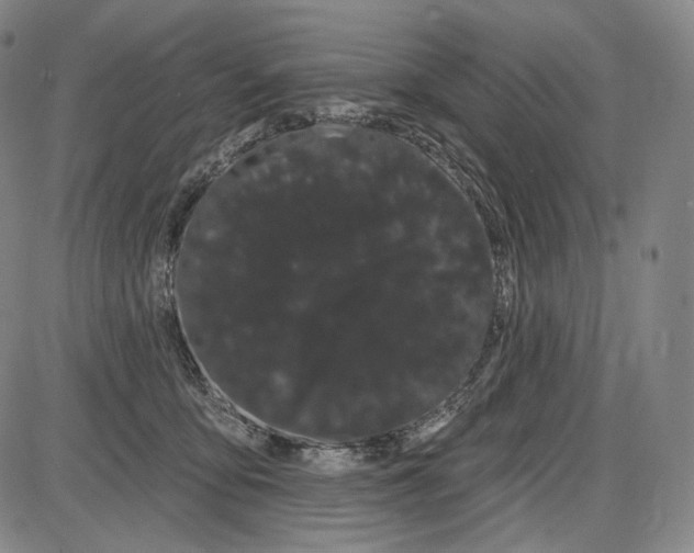 X0000085040419200704021258