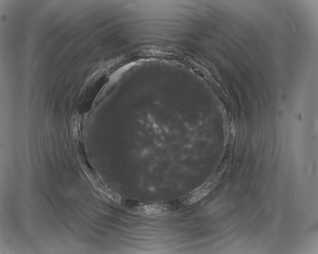 X0000085040423200704021258