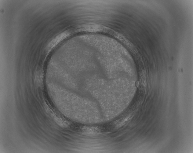 X0000085040440200704021258