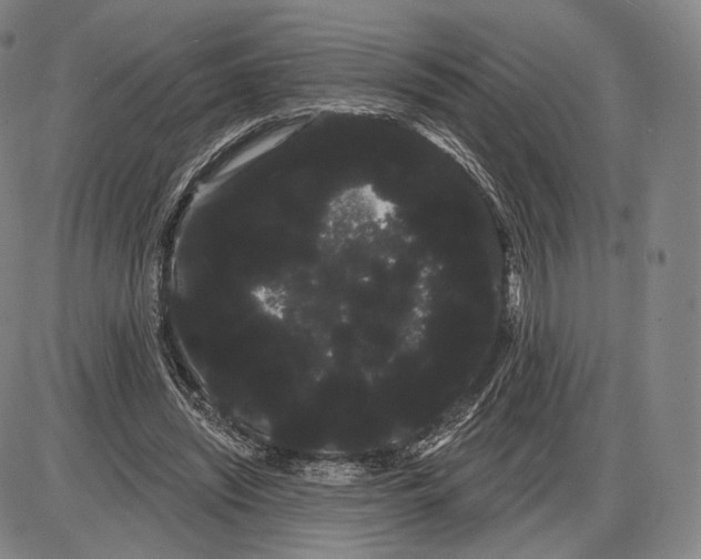 X0000085040444200704021258