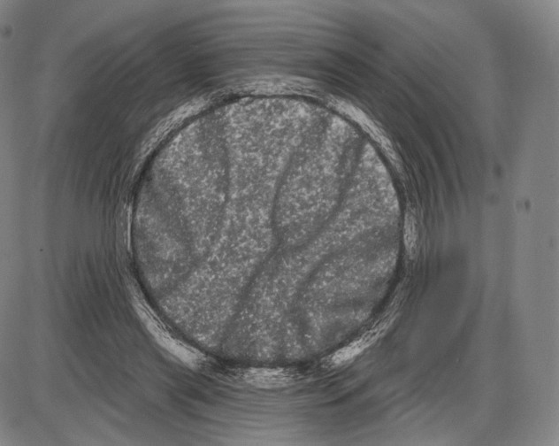 X0000085040445200704021258