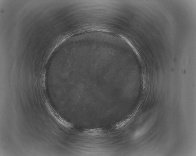 X0000085040447200704021258