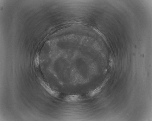 X0000085040479200704021258