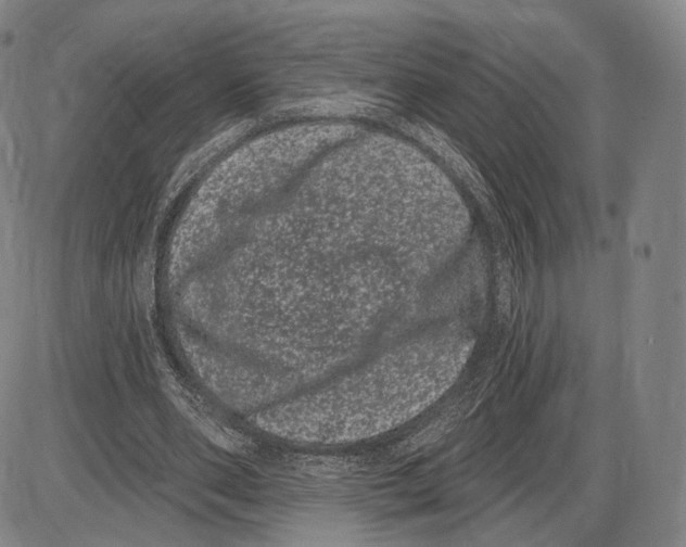 X0000085040486200704021257