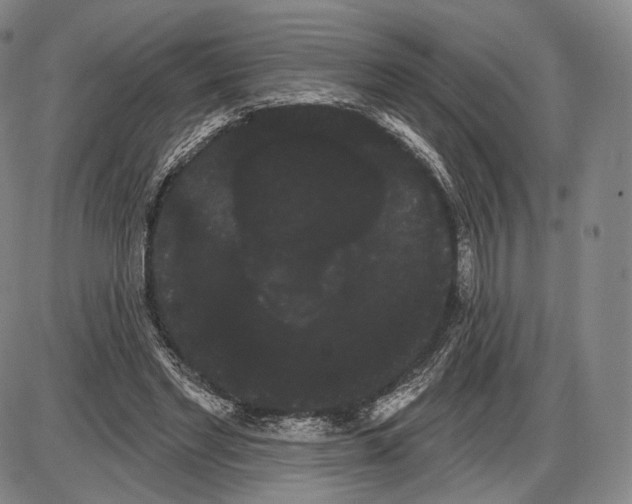 X0000085040493200704021257