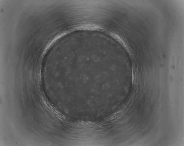 X0000085040531200704021256