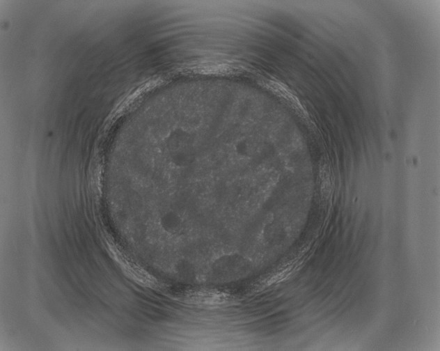 X0000085040542200704021256