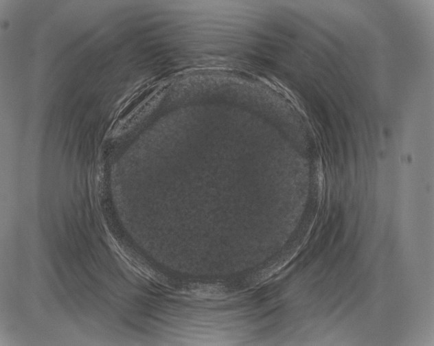 X0000085040552200704021256