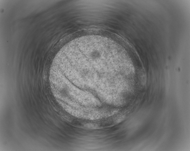 X0000085040561200704021256