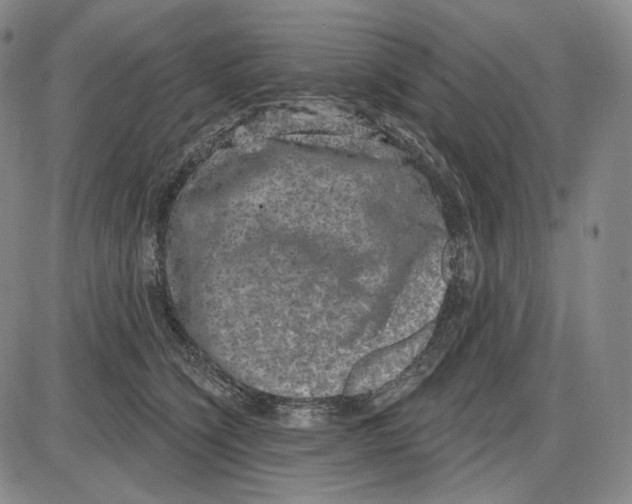 X0000085040564200704021256
