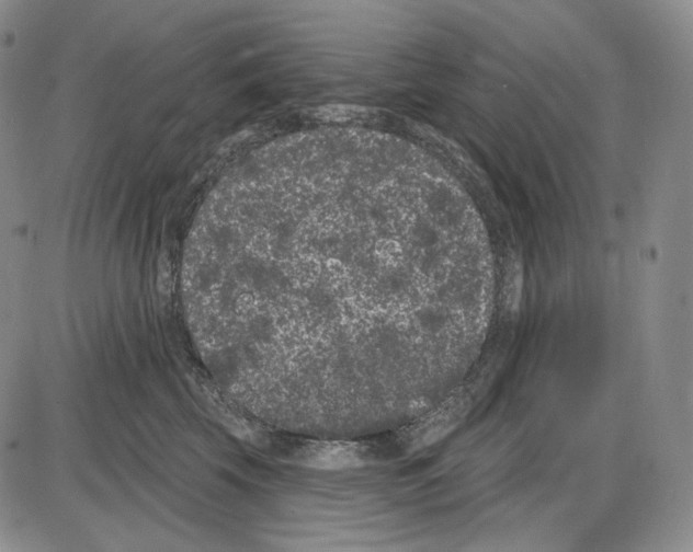 X0000085040569200704021257