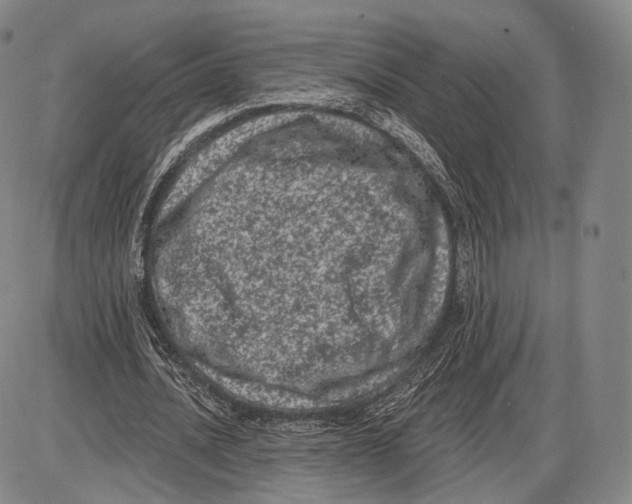 X0000085040628200704021254