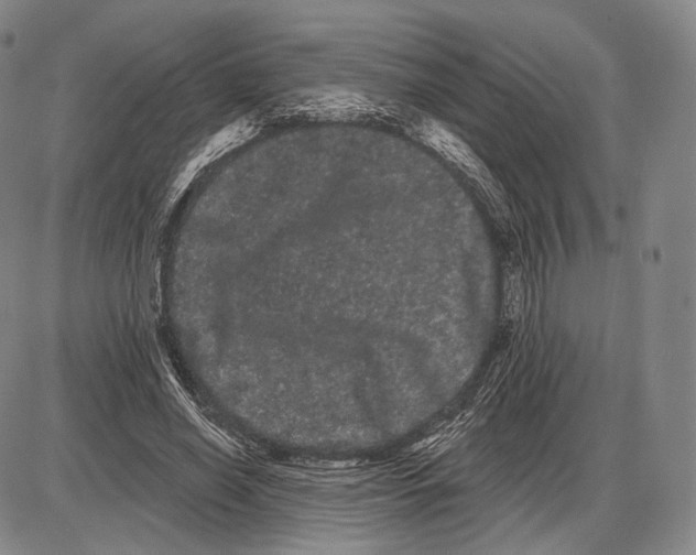 X0000085040638200704021254