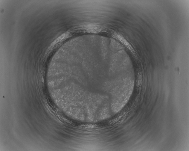 X0000085040639200704021255