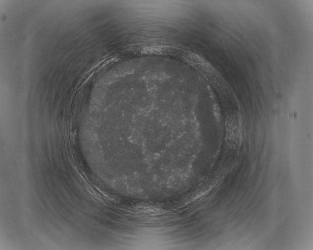 X0000085040648200704021255