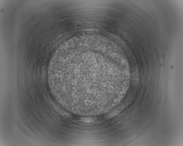 X0000085040662200704021255