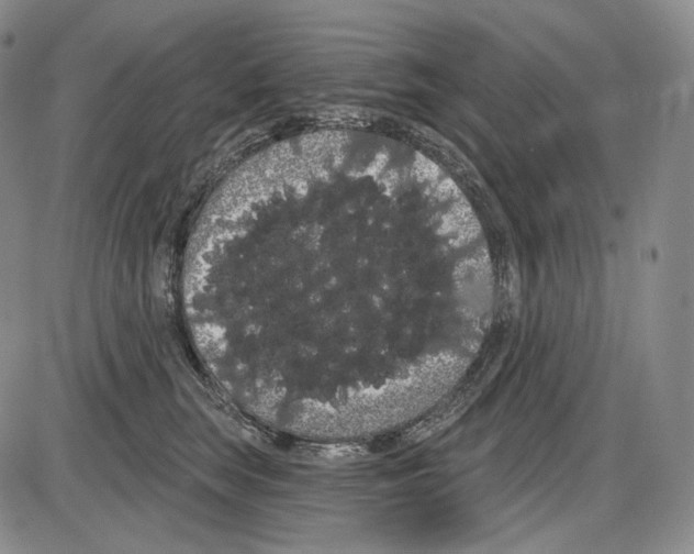 X0000085040663200704021255