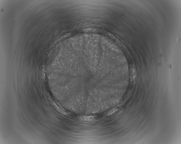 X0000085040664200704021255