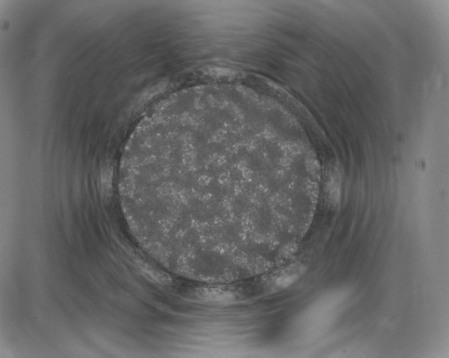 X0000085040668200704021255