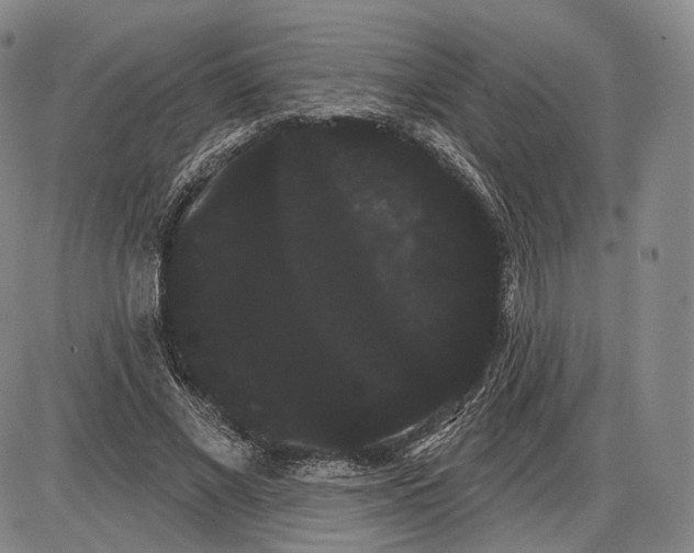 X0000085040685200704021254