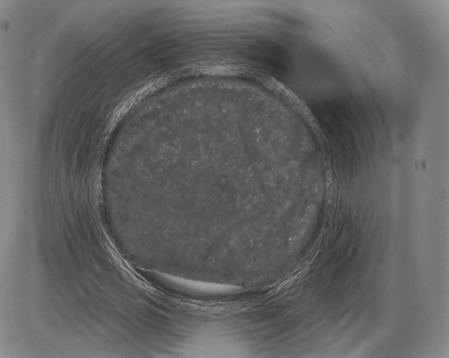 X0000085040725200704021253