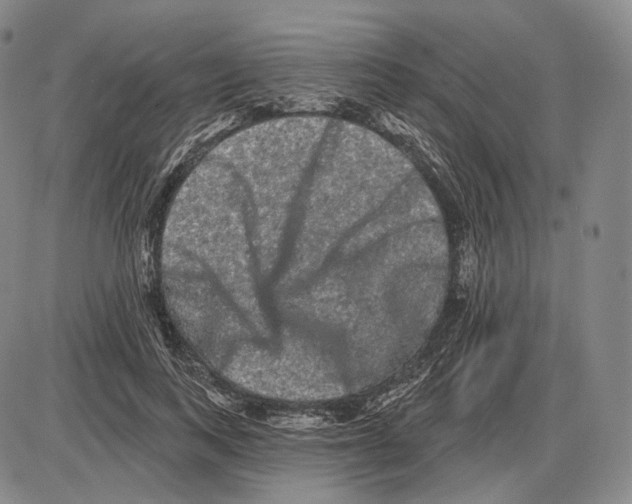 X0000085040743200704021253