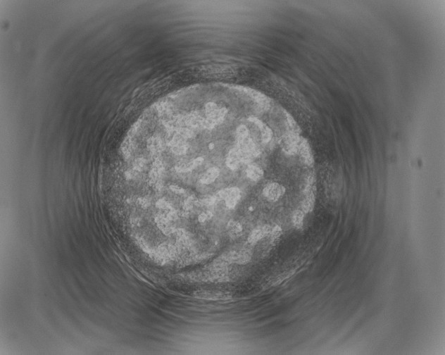 X0000085040745200704021253