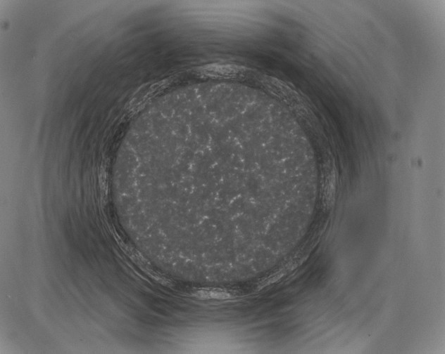 X0000085040749200704021253
