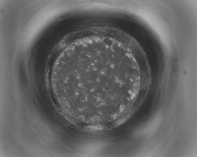 X0000085040765200704021253