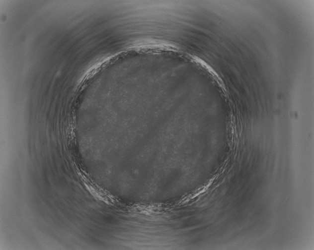 X0000085040775200704021253