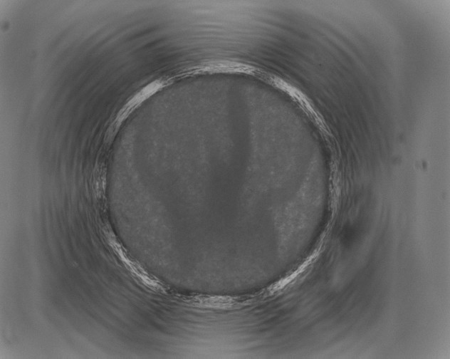 X0000085040833200704021251