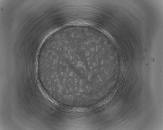 X0000085040840200704021251