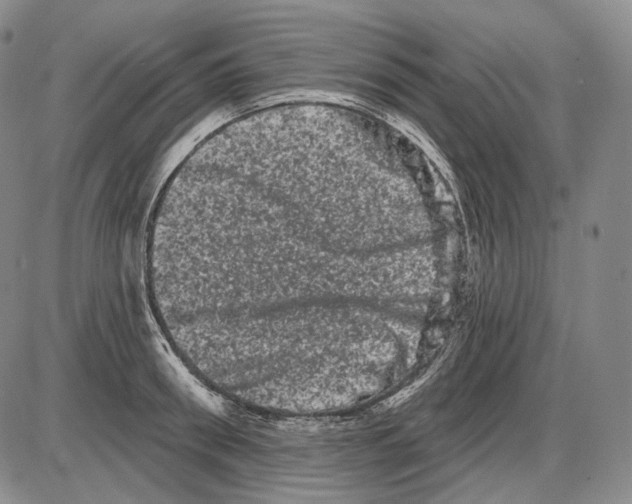 X0000085040898200704021251