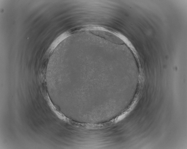 X0000085040905200704021250