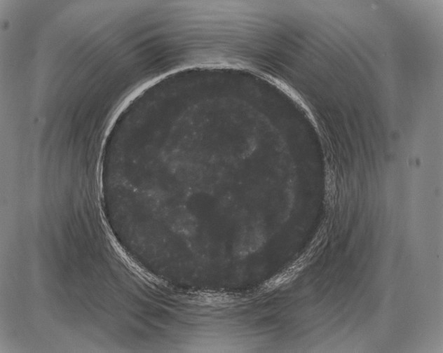 X0000085040935200704021250
