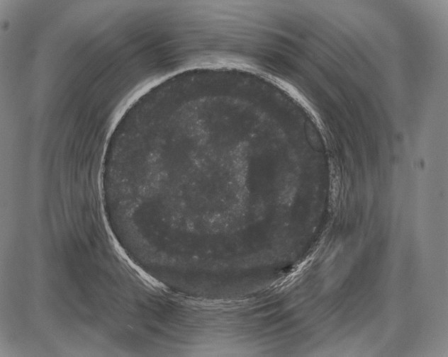 X0000085040943200704021250