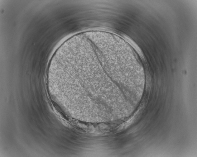 X0000085040956200704021250